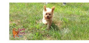 Puppy Dog Training Asheville
