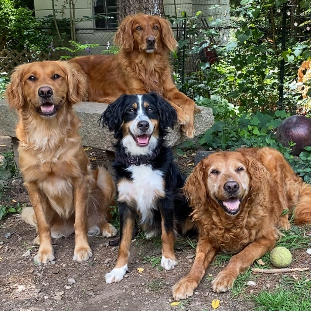 3 Golden Retrievers (members of The Muttley Crew) socialize with our Mini Bernedoodle client dog.
