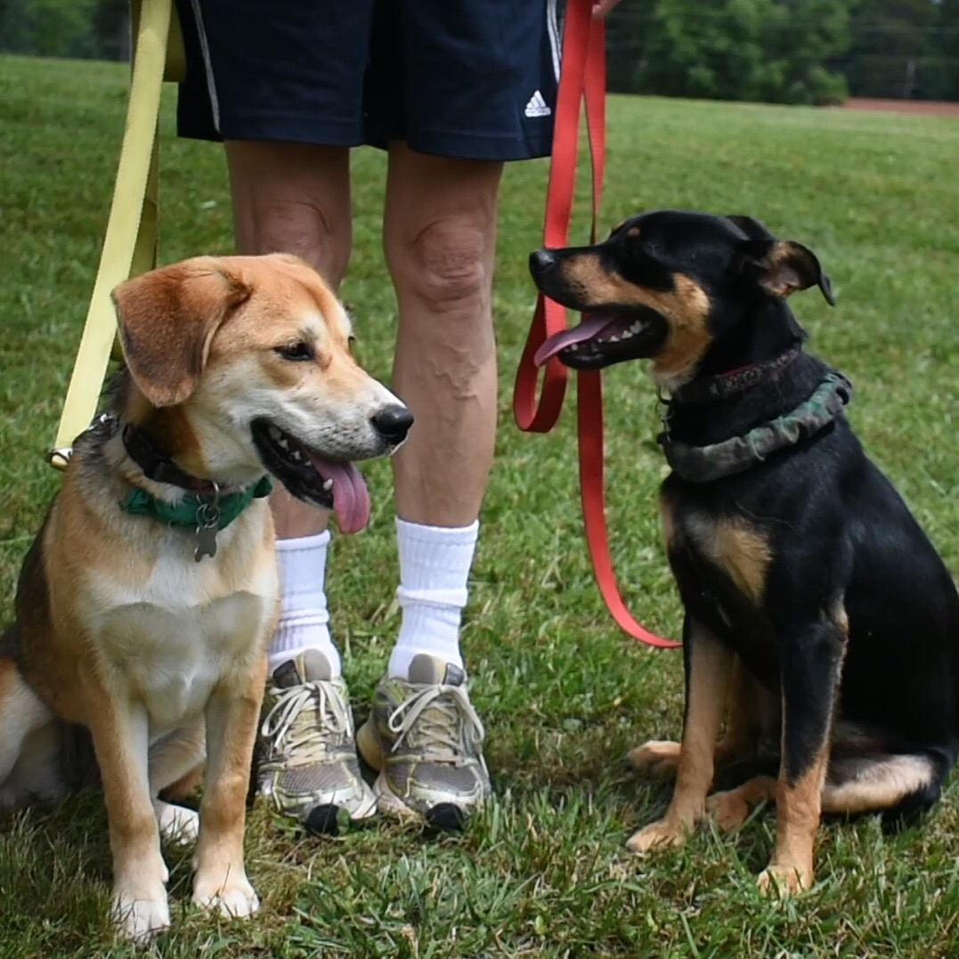 New Leash on Life Asheville Lucky Dog Training Asheville