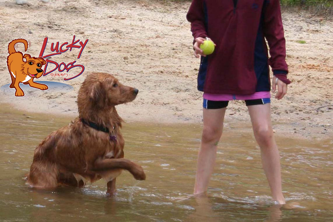 How To Train Your Dog – Part 1