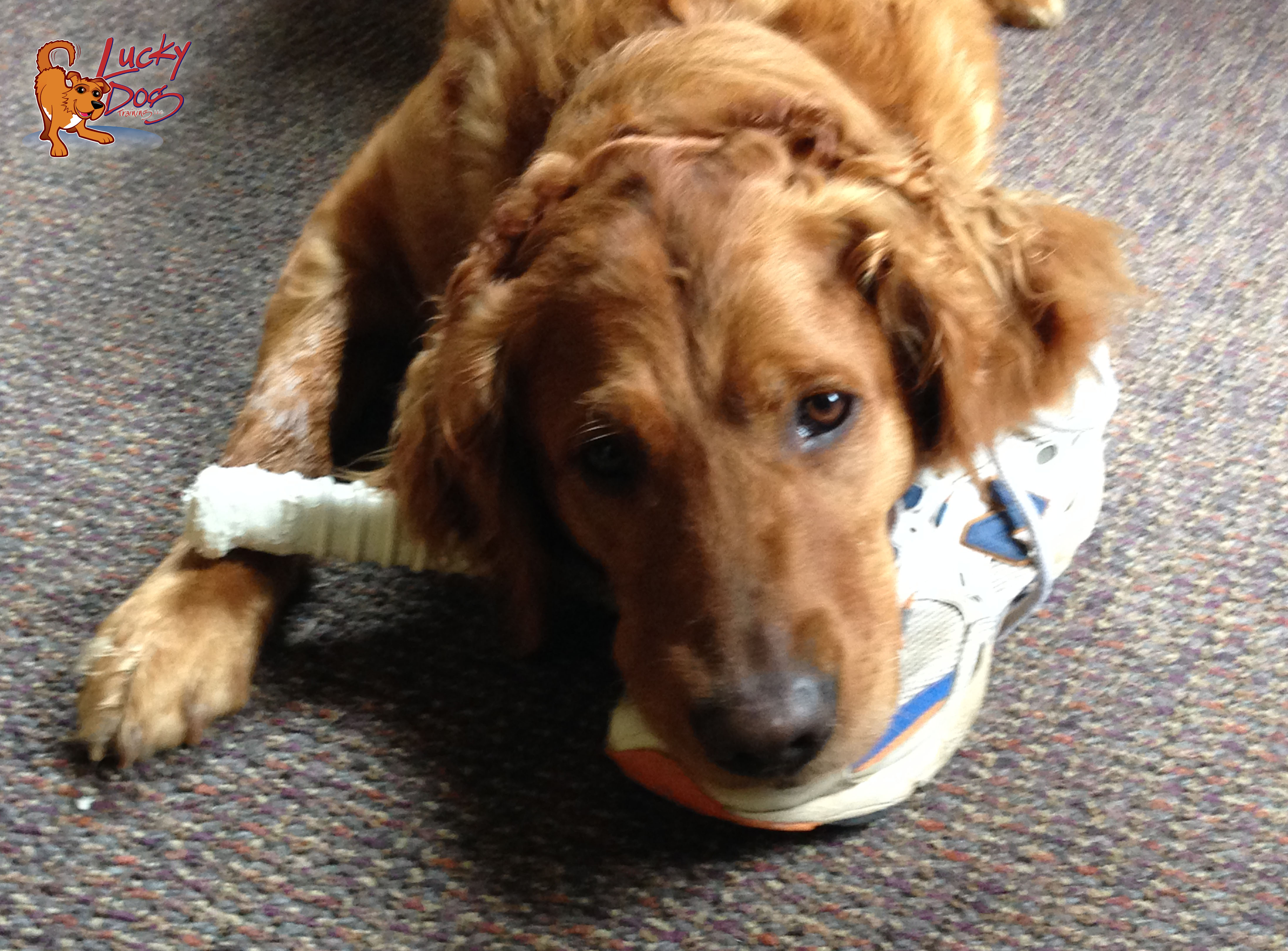 Spring into Walks in the Park