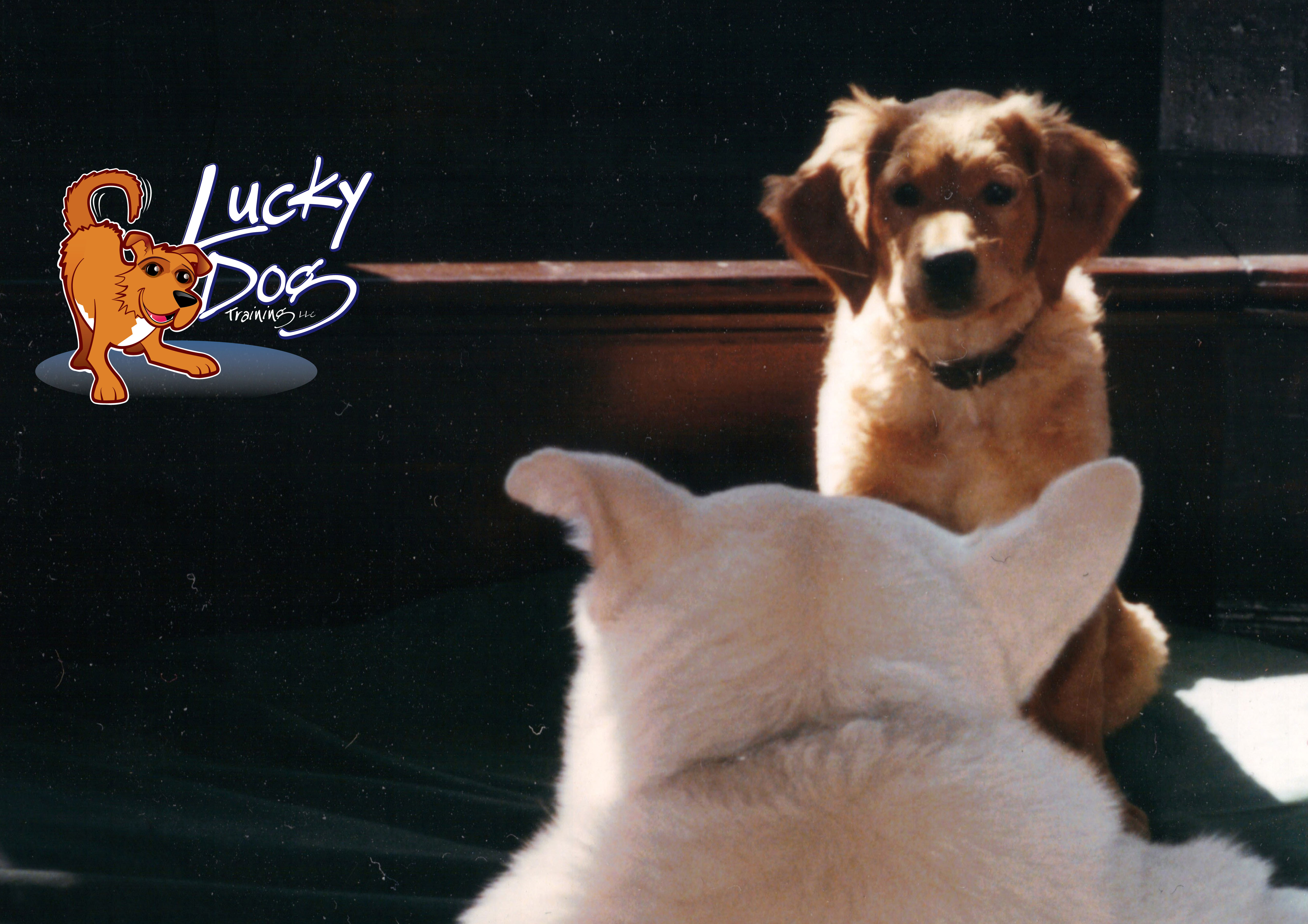 How To Train Your Dog – Part 8