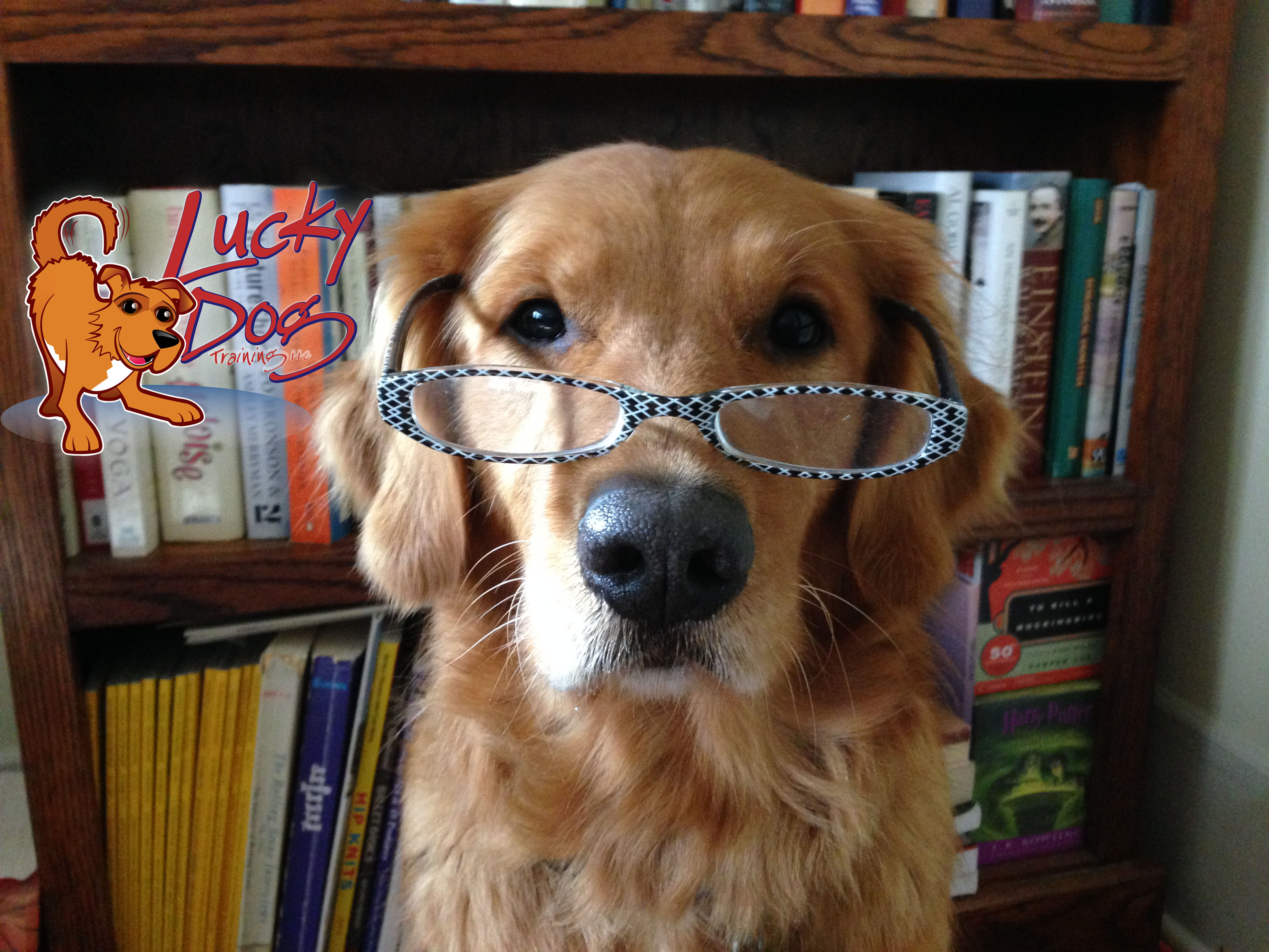 Welcome to our Dog Blog!