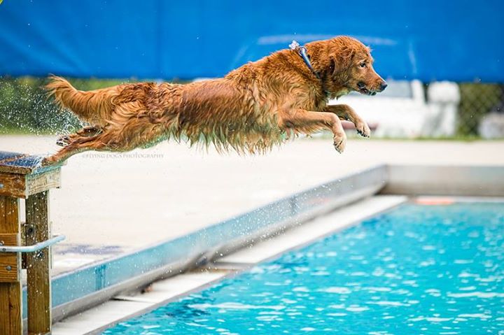 Dog Swimming & Dock Diving