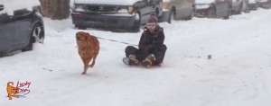 Asheville Dog Training - Sled Dogs