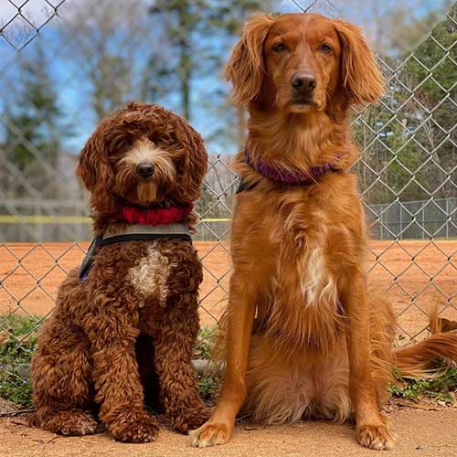 Our trained dogs help train other dogs.