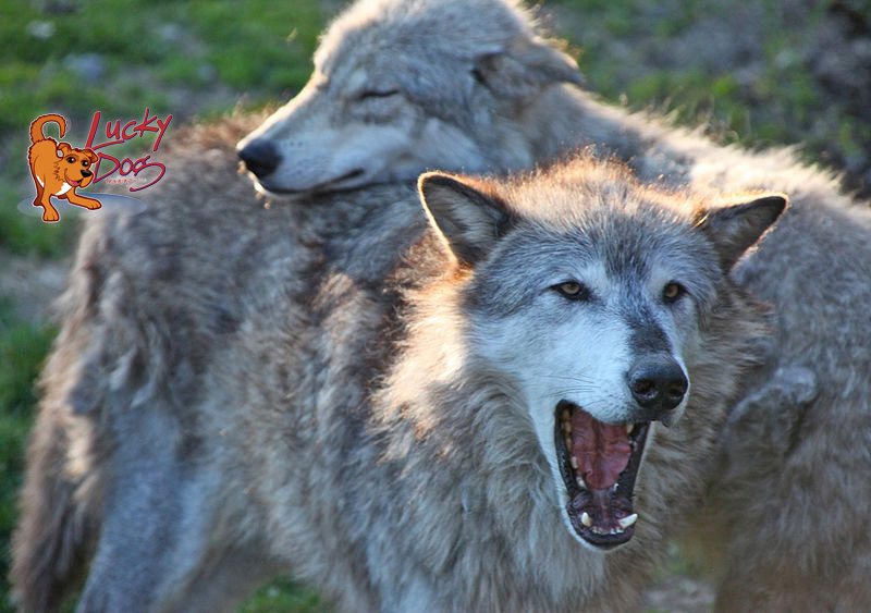 How To Train Your Dog – Part 5