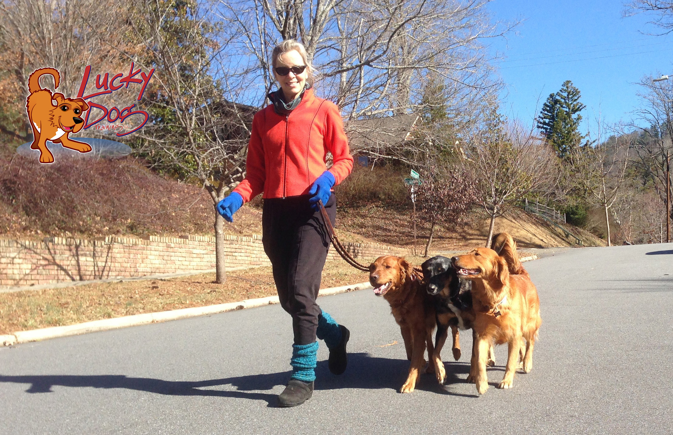 How To Train Your Dog – Philosophies & Approaches