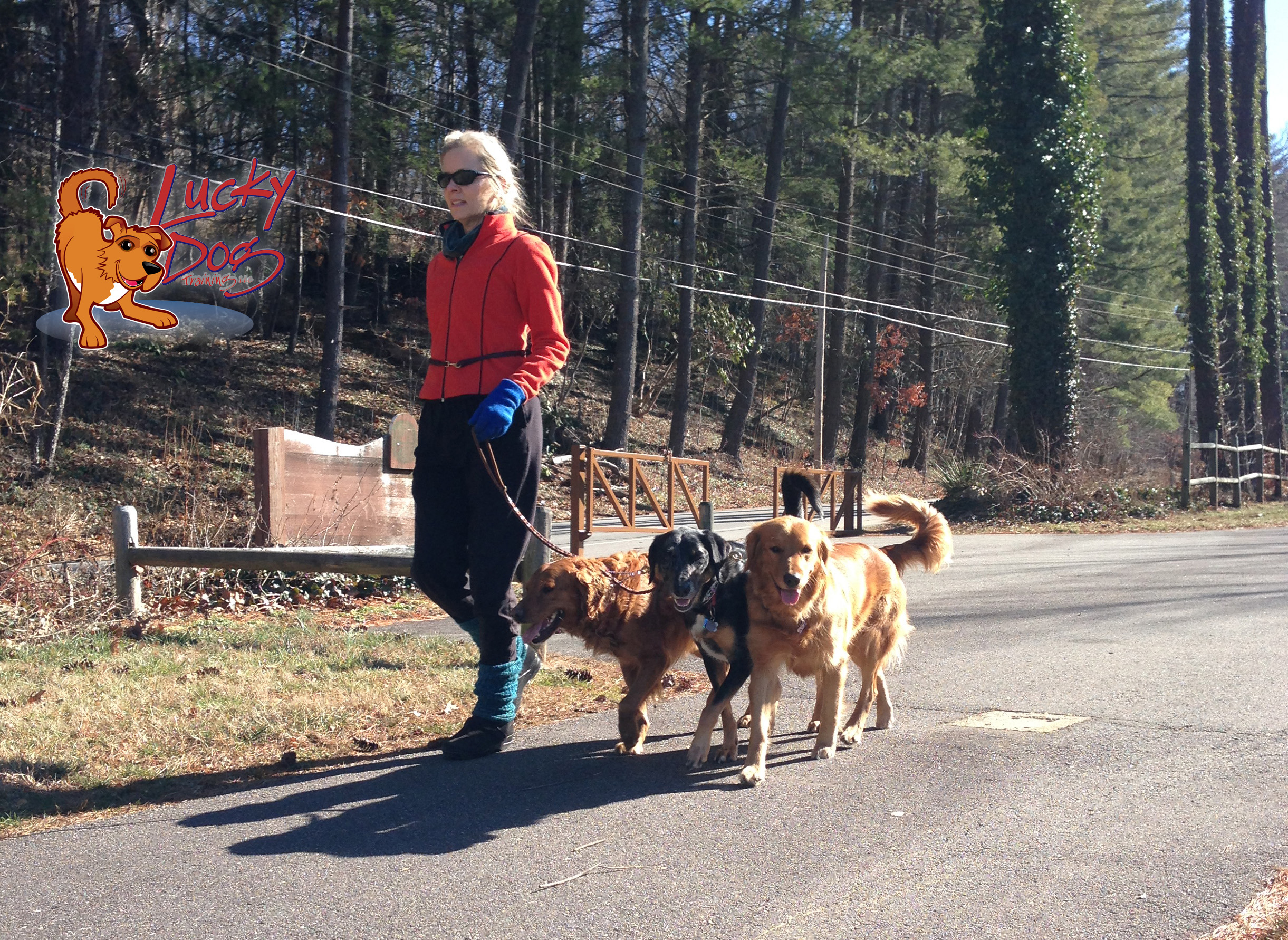 Dog Training Philosophies