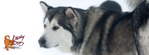 Asheville Dog Training - Snow