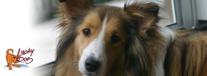 Asheville Dog Training - Obedience
