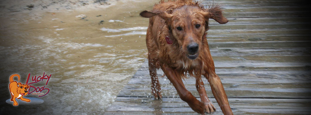 Dog Training Asheville - Water