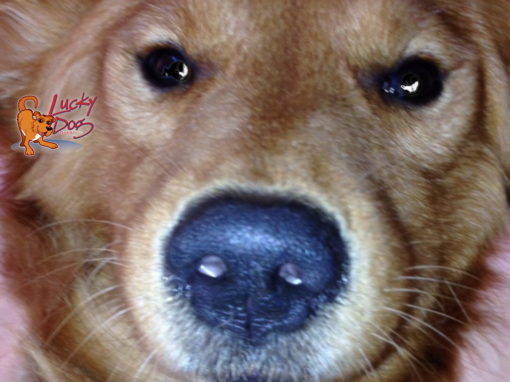 What the Dog’s Nose Knows