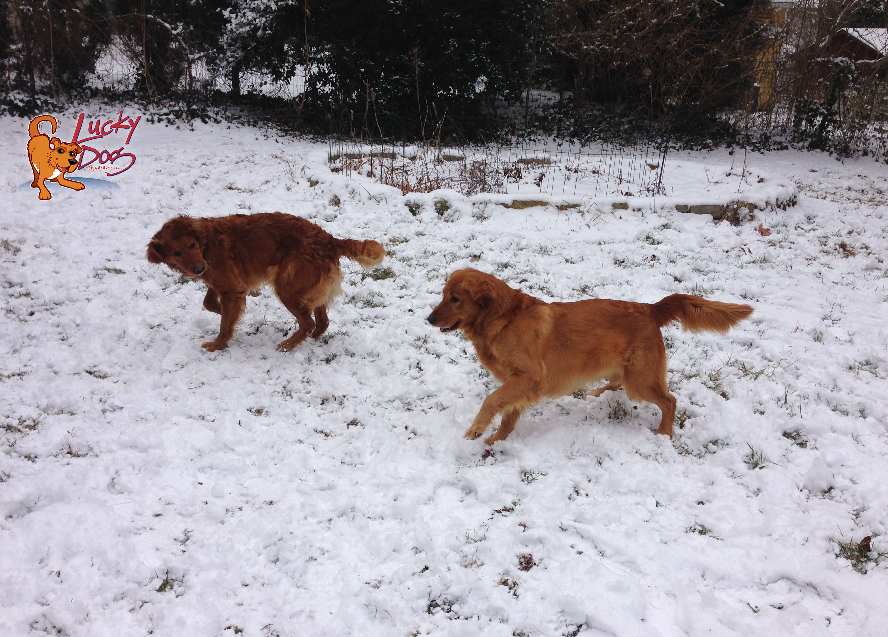 How Dogs Play – Snow Dogs 1