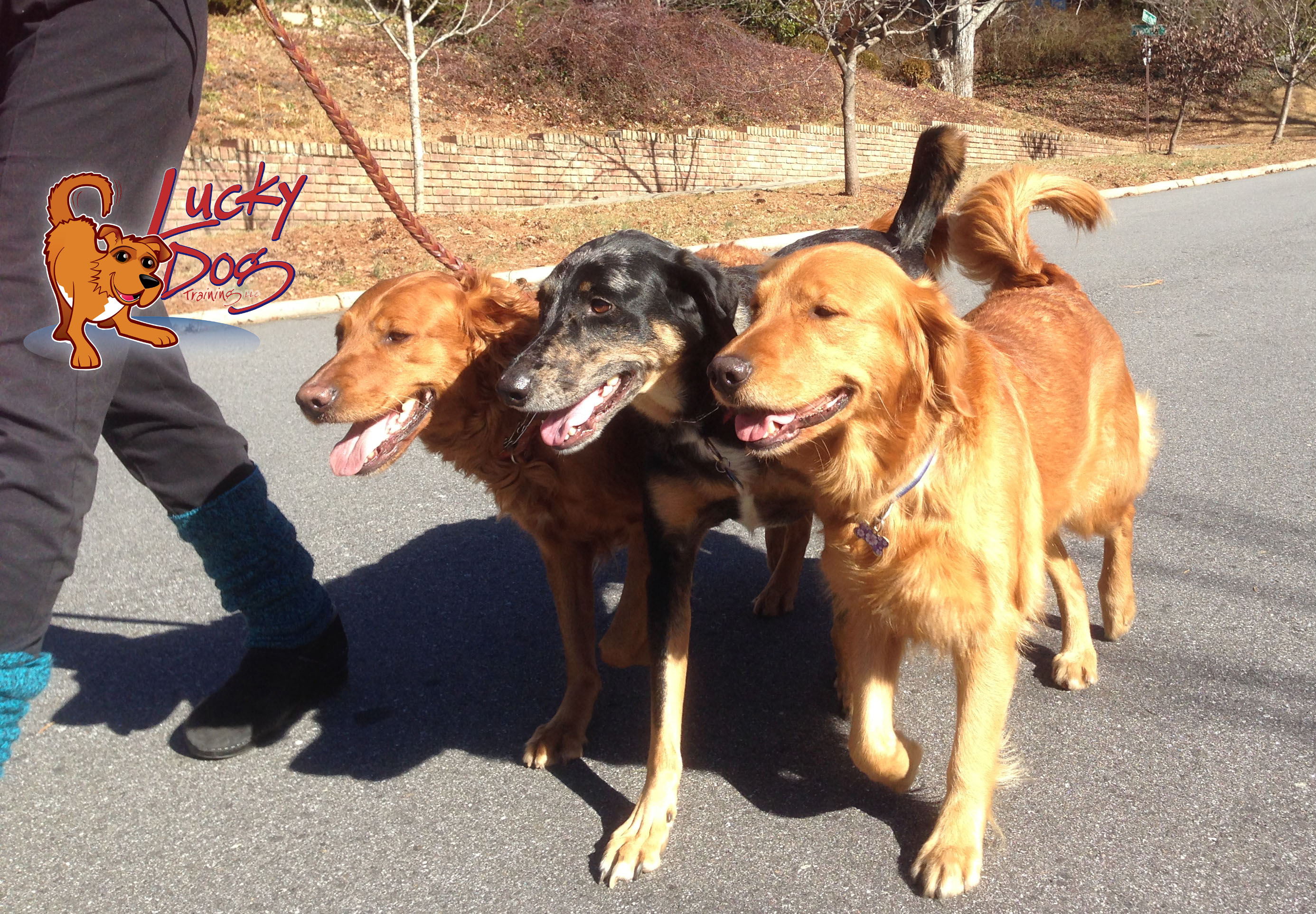 Concierge Dog Training