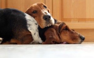 Sleeping Dogs